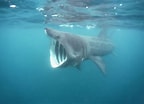 Afbeeldingsresultaten voor Basking Shark. Grootte: 144 x 104. Bron: www.thoughtco.com