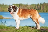 Bilderesultat for Bernhard dog. Størrelse: 155 x 104. Kilde: www.das-tierlexikon.de