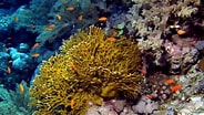 Image result for Fire corals. Size: 184 x 104. Source: www.youtube.com