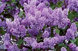 Image result for Beck's Lilac Bush. Size: 160 x 104. Source: www.thespruce.com