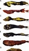 Afbeeldingsresultaten voor Ditropichthys storeri. Grootte: 60 x 104. Bron: www.researchgate.net