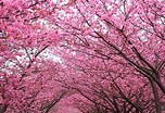 Image result for Cherry Blossom. Size: 152 x 104. Source: wallpapercave.com