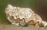 Image result for Japanse oester Bewerkingen. Size: 163 x 104. Source: www.pinterest.com