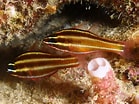 Image result for "octobranchus Floriceps". Size: 139 x 104. Source: www.wetwebmedia.com