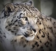 Image result for Snow Leopards. Size: 114 x 104. Source: www.myweekly.co.uk