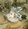 Image result for "cuthona Pustulata". Size: 100 x 104. Source: www.flickr.com