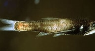 Afbeeldingsresultaten voor "lampanyctus Crocodilus". Grootte: 193 x 104. Bron: www.colapisci.it