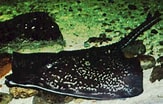 Image result for "raja Batis". Size: 163 x 104. Source: www.first-nature.com