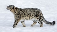 Résultat d’image pour Snow Leopard Evolution. Taille: 185 x 104. Source: www.thoughtco.com