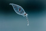 Image result for "galiteuthis Glacialis". Size: 155 x 104. Source: uol.de
