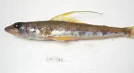 Image result for "aulopus Filamentosus". Size: 190 x 104. Source: www.marinespecies.org