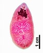 Image result for "labidoplax Buskii". Size: 85 x 104. Source: www.reddit.com