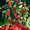 Image result for Strawberry Plants. Size: 104 x 104. Source: gardenhow.blogspot.com