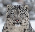 Résultat d’image pour Snow Leopard Photography. Taille: 114 x 104. Source: www.toursmongolia.com