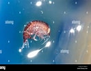 "Hyperia macrocephala" కోసం చిత్ర ఫలితం. పరిమాణం: 133 x 104. మూలం: www.alamy.com
