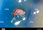 Image result for Hyperia macrocephala. Size: 147 x 104. Source: www.alamy.com