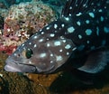 Image result for "epinephelus Haifensis". Size: 121 x 104. Source: www.picture-worl.org