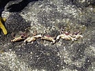 Image result for "platyxanthus Crenulatus". Size: 139 x 104. Source: www.flickr.com