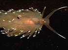 Image result for "facelina Bostoniensis". Size: 140 x 104. Source: www.marlin.ac.uk