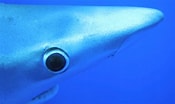 Image result for blauwe haai. Size: 175 x 104. Source: duikeninbeeld.tv
