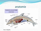 Afbeeldingsresultaten voor witlipdolfijn Anatomie. Grootte: 139 x 104. Bron: www.slideshare.net