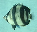 Image result for Chaetodon striatus Geslacht. Size: 121 x 104. Source: ncfishes.com