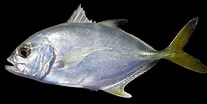Image result for "caranx Rhonchus". Size: 207 x 104. Source: ncfishes.com