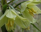 "fritillaria Drygalskii" に対する画像結果.サイズ: 134 x 104。ソース: plantswise.com