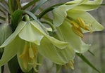 Image result for "fritillaria Drygalskii". Size: 149 x 104. Source: plantswise.com
