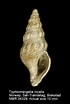 Image result for "typhlomangelia Nivalis". Size: 70 x 104. Source: www.gbif.org
