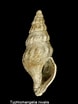 Image result for "typhlomangelia Nivalis". Size: 78 x 104. Source: www.gbif.org