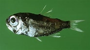 Image result for "electrona Risso". Size: 185 x 104. Source: www.fishbiosystem.ru