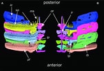 Image result for "remora Osteochir". Size: 151 x 104. Source: www.researchgate.net
