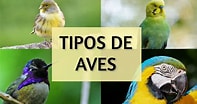 Tamaño de Resultado de imágenes de 10 Tipos de AVES.: 197 x 104. Fuente: www.aviariojp.org