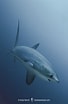 Image result for "alopias Pelagicus". Size: 68 x 104. Source: www.sharksandrays.com