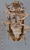 Image result for "notoscopelus Caudispinosus". Size: 63 x 104. Source: bezbycids.com