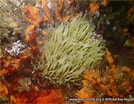 Image result for "polymastia Penicillus". Size: 134 x 104. Source: www.mer-littoral.org