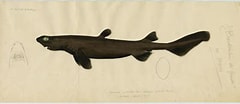 Image result for "somniosus Rostratus". Size: 240 x 104. Source: www.gbif.org