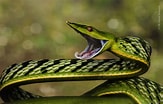 Image result for Colubridae Family. Size: 163 x 104. Source: www.inaturalist.org