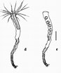 Image result for "nausithoe Aurea". Size: 87 x 104. Source: www.researchgate.net