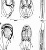 Image result for "oikopleura Gracilis". Size: 94 x 104. Source: www.researchgate.net