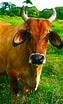 Image result for Red Bulls animal. Size: 63 x 104. Source: www.pinterest.com