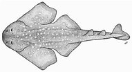 Image result for "squatina Africana". Size: 191 x 104. Source: fish-commercial-names.ec.europa.eu