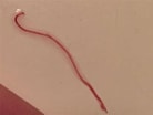 Afbeeldingsresultaten voor Rode draadworm. Grootte: 138 x 104. Bron: lifeoffish.com