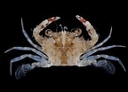 Image result for "charybdis Orientalis". Size: 144 x 104. Source: japanesedecapods.web.fc2.com