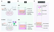 in vitro models for Biocompatibility of Dental Materials के लिए छवि परिणाम. आकार: 172 x 104. स्रोत: www.researchgate.net