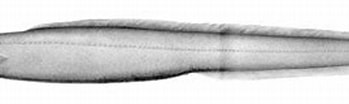 Afbeeldingsresultaten voor Simenchelys parasitica Stam. Grootte: 349 x 61. Bron: creazilla.com