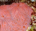 Image result for "clathria Spinarcus". Size: 122 x 104. Source: www.underwaterkwaj.com
