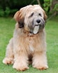 Image result for Tibetansk Terrier. Size: 83 x 104. Source: se.depositphotos.com