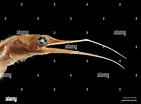 Image result for Nemichthys curvirostris Anatomie. Size: 141 x 104. Source: www.alamy.com